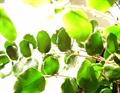 Pellaea Rotundifolia